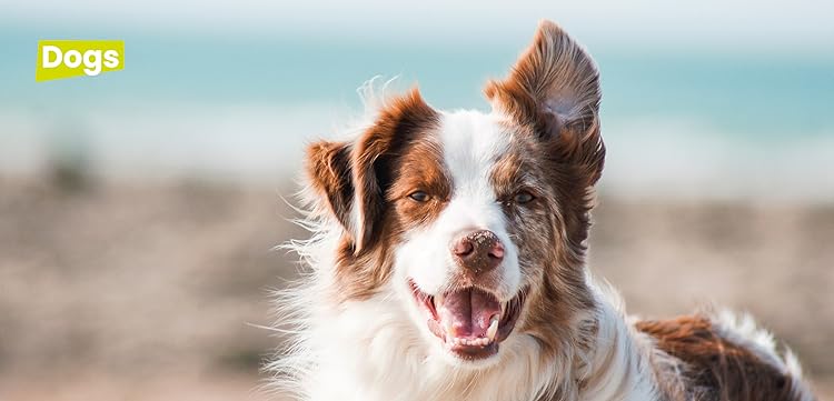 Ultimate Comfort for Every Pet